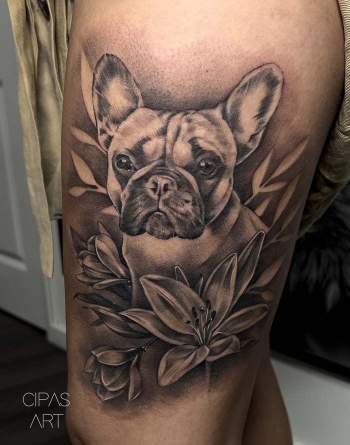 French bulldog portrait